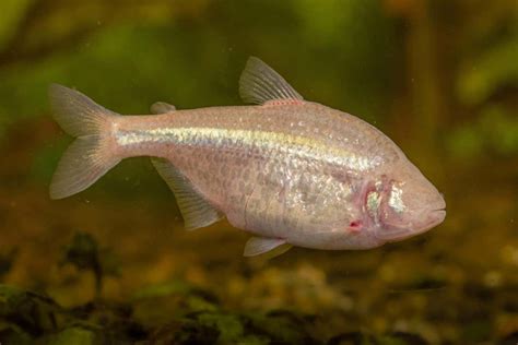 blind cave fish